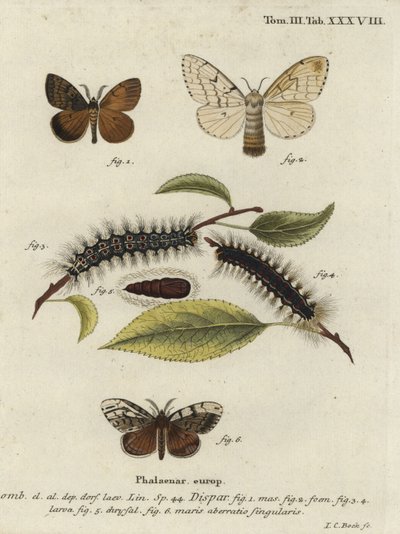Cigánylepke, Lymantria dispar. alkotó: Johann Carl Bock