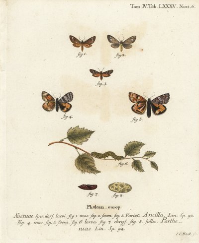 Szobamoly, Dysauxes ancilla 1-3, és narancssárga alsószárny, Archiearis parthenias 4-8. Johann Carl Bock kézi színű rézmetszete Eugenius Johann Christoph Esper A pillangók természeti illusztrációkban című műve, Erlangen nyomán alkotó: Johann Carl Bock
