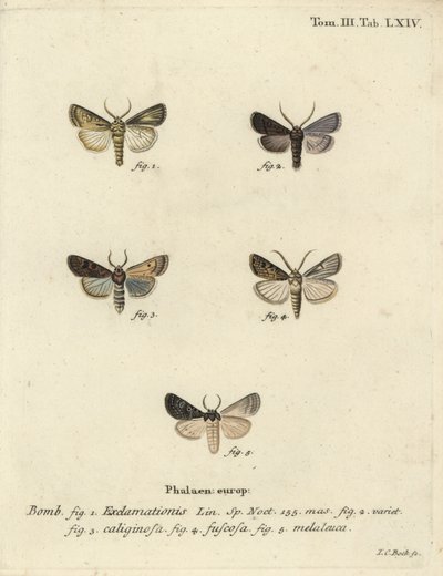 Szív- és dartlepke, fehérrépamoly és ezüstfelhő. alkotó: Johann Carl Bock