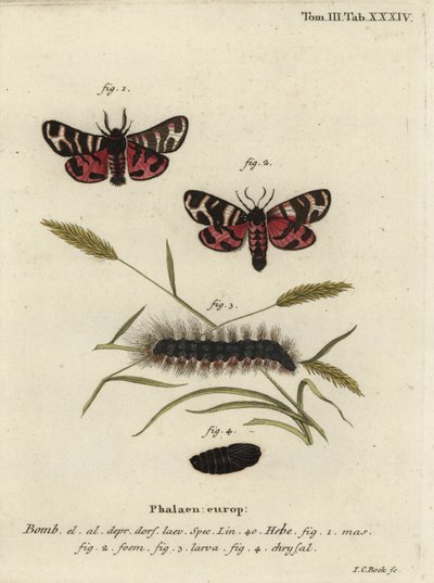Hebe tigrismoly, Arctia festiva. alkotó: Johann Carl Bock