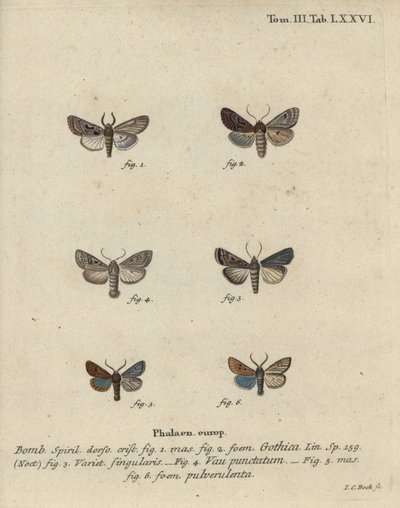 Héber karakter, fekete foltos gesztenye, kis kvékermoly stb. alkotó: Johann Carl Bock