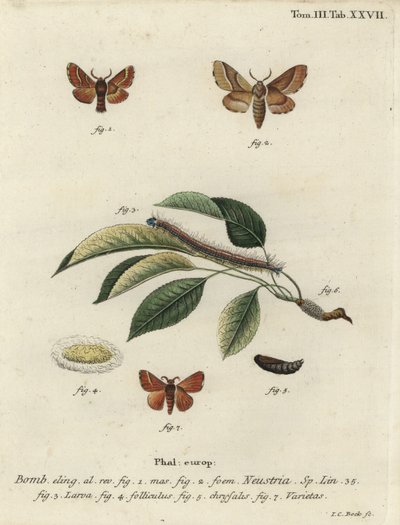 Lackey moly, Malacosoma neustria. alkotó: Johann Carl Bock