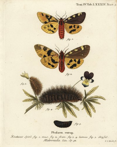Nagy tigrismoly, hím és nőstény, Pericallia matronula. Johann Carl Bock kézi színű rézmetszete Eugenius Johann Christoph Esper A pillangók természeti illusztrációkban című műve, Erlangen nyomán alkotó: Johann Carl Bock