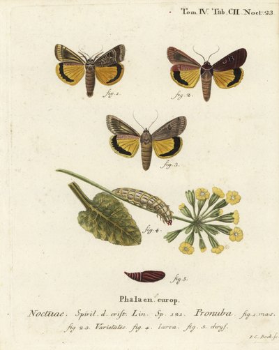 Nagy sárga alsószárny, Noctua pronuba és fajták. Johann Carl Bock kézi színű rézmetszete Eugenius Johann Christoph Esper A pillangók természeti illusztrációkban című műve, Erlangen nyomán alkotó: Johann Carl Bock