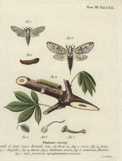 Leopárdlepke, Zevzera mag. alkotó: Johann Carl Bock