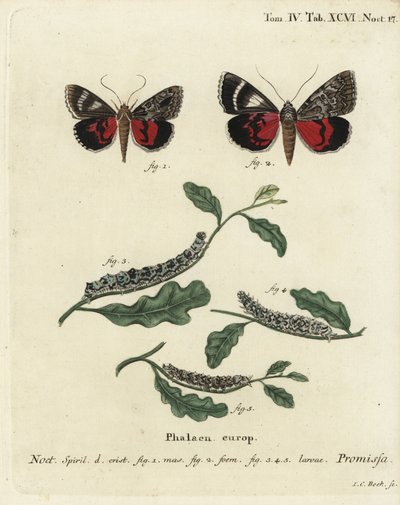 Világos bíbor szárnyú lepke, Catocala promissa. Johann Carl Bock kézi színű rézmetszete Eugenius Johann Christoph Esper A pillangók természeti illusztrációkban című műve, Erlangen nyomán alkotó: Johann Carl Bock