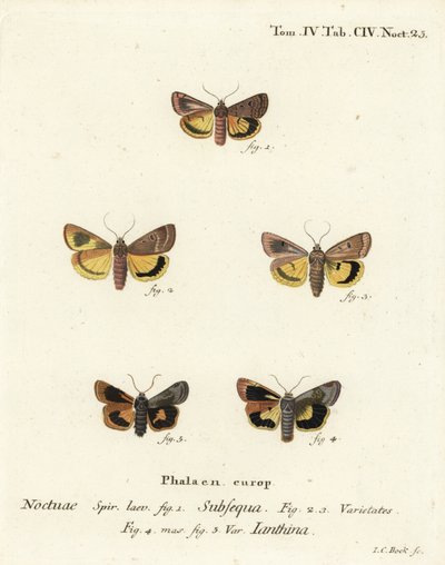 Holdsárga alsószárny, Noctua orbona 1, és kisebb széles szegélyű sárga alsószárny vagy Langmaid sárga alsószárnya, Noctua janthina 2-5. Johann Carl Bock kézi színű rézmetszete Eugenius Johann Christoph Esper Die Schmetterlinge in Ab című műve nyomán alkotó: Johann Carl Bock