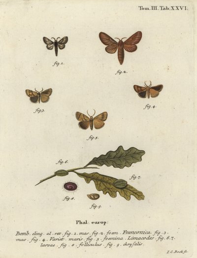 Malacosoma franconicum lepke és festoon, Apoda limacodes. alkotó: Johann Carl Bock
