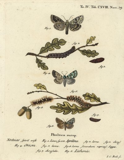 Merveille du jour, Dichonia aprilina 1-4, ritka merveille du jour, Moma alpium 5-7 és márványzöld, Cryphia muralis 8. Johann Carl Bock kézi színű rézmetszet Eugenius Johann Christoph Esper A pillangók az illusztrációkban című műve nyomán. alkotó: Johann Carl Bock