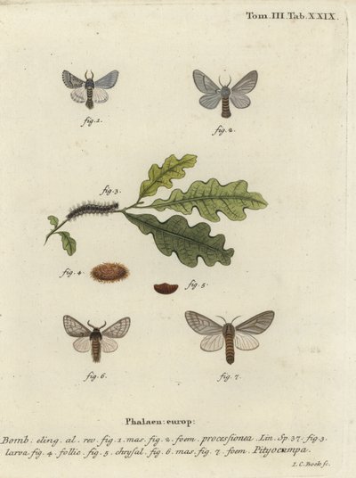 Tölgy felvonulási lepke, Thaumetopoea processionea. alkotó: Johann Carl Bock