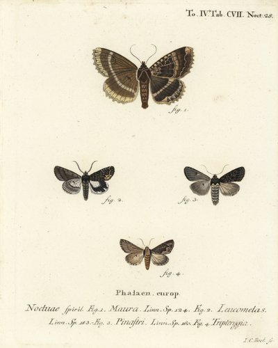 Öreg hölgy vagy fekete alsószárny, Mormo maura 1, keleti alchimist, Aedia leucomelas 2 és Dypterygia scabriuscula 3,4. Johann Carl Bock kézi színű rézmetszete Eugenius Johann Christoph Esper A pillangók a Na utáni illusztrációi után alkotó: Johann Carl Bock