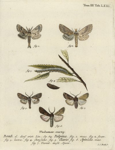 Halványan kiemelkedő, szív és ütő, és sötét kardfű, alkotó: Johann Carl Bock