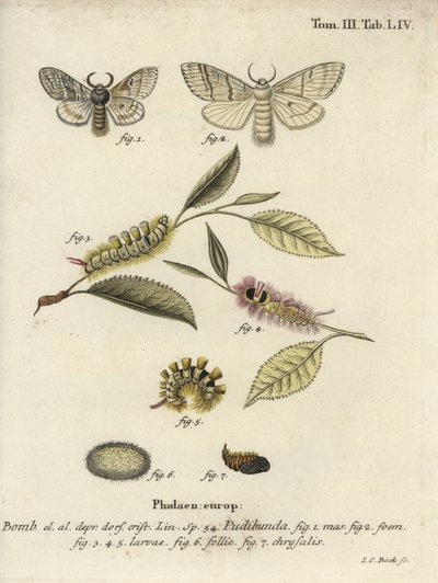 Halvány tuskó, Calliteara pudenda. alkotó: Johann Carl Bock