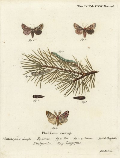 Fenyő szépség, Panolis flammea 1-6 és latin moly, Callopistria juventina 7. Johann Carl Bock kézi színű rézmetszet Eugenius Johann Christoph Esper A pillangók természet utáni illusztrációkban című műve, Erlangen nyomán alkotó: Johann Carl Bock