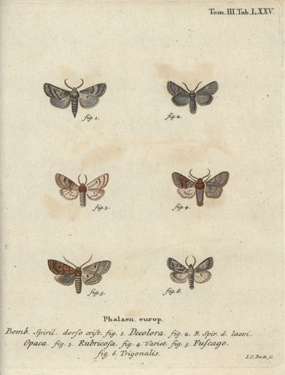 Porított kvéker, vörös gesztenye, téglamoly stb. alkotó: Johann Carl Bock