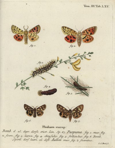 Lila tigris és barna tigrismoly. alkotó: Johann Carl Bock