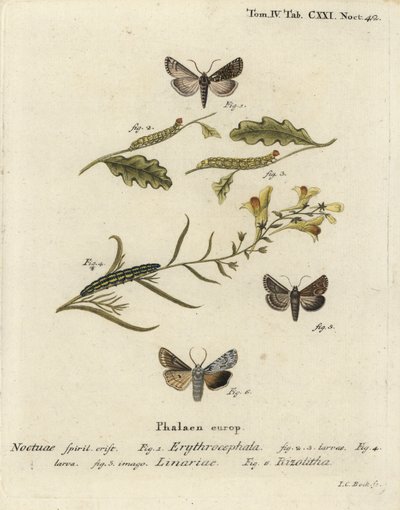 Vörösfejű gesztenye, Conistra erythrocephala 1-4, varangyos brokát, Calophasia lunula 5 és szürke vállcsomó, Lithophane ornitopus 6. Johann Carl Bock kézi színű rézmetszet Eugenius Johann Christoph Esperlinge nyomán a Die Schmetterlingben. alkotó: Johann Carl Bock