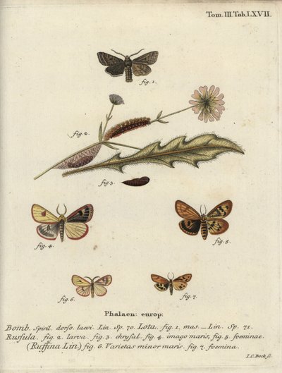 Vörös vonalú kvéker, homályos buff és hullámos gesztenye. alkotó: Johann Carl Bock