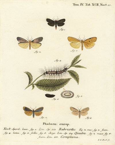 Vörösnyakú lakáj, Atolmis rubricollis 1,, négypettyes lakáj, Lithosia quadra 2-6, és buff lakáj, Katha depressa 7,9. Johann Carl Bock kézi színű rézmetszete Eugenius Johann Christoph Esper Die Schmetterlinge in Abbildungen na nyomán alkotó: Johann Carl Bock