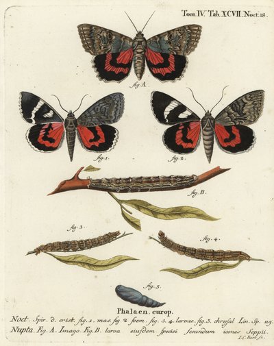Vörös alsószárnyú lepke, Catocala nupta. Johann Carl Bock kézi színű rézmetszete Eugenius Johann Christoph Esper A pillangók természeti illusztrációkban című műve, Erlangen nyomán alkotó: Johann Carl Bock