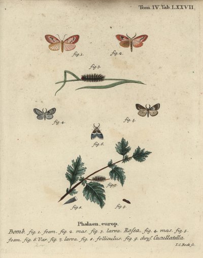 Rózsás lakáj és rövid köpenyes lepke. alkotó: Johann Carl Bock