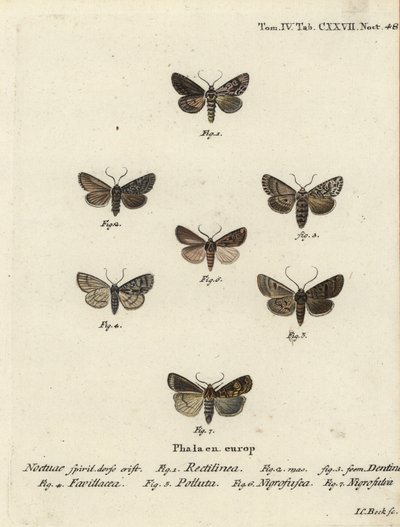 Szászmoly, Hyppa rectilinea 1, ollómoly, Hada plebeja 2,3, mocsári tőr, Acronicta strigosa 4, barna foltos fogaskerék, Agrochola litura 5, fehér vonalú dart, Euxoa nigrofusca 6, Opigena polygona 7. Kézi színezett rézgravírozás Joplatehannn Carl Bock után alkotó: Johann Carl Bock