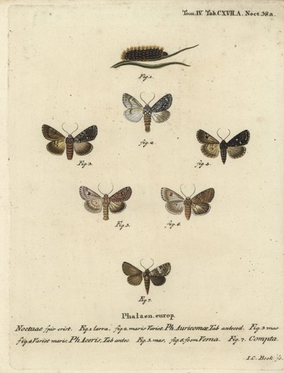 Szűkös tőr, Acronicta auricoma 1-3, platánmoly, Acronicta aceris, szerecsendiómoly 4,5, Hadula trifolii 6 és változatos korona, Hadena compta 7. Johann Carl Bock kézi színű rézmetszet Eugenius Esperlings Schophis Esperlings nyomán. alkotó: Johann Carl Bock