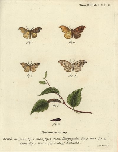 Szűkös horoghegy és kavicsos horoghegy. alkotó: Johann Carl Bock