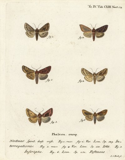 Gyér ezüst Y, Syngrapha interrogationis 1,2, sima arany Y, Autographa jota 3-5, arany folt, Plusia festucae 6. Johann Carl Bock kézi színű rézmetszet Eugenius Johann Christoph Esper A pillangók a Nat alapján készült illusztrációin alkotó: Johann Carl Bock