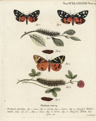 Skarlát tigrismoly, Callimorpha dominula 1-4 és Jersey tigrismoly, Euplagia quadripunctaria 5-7. Johann Carl Bock kézi színű rézmetszete Eugenius Johann Christoph Esper A pillangók természeti illusztrációkban című műve, Erlangen nyomán alkotó: Johann Carl Bock