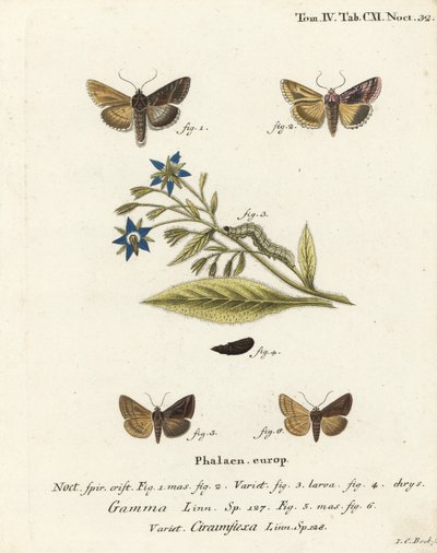 Silver Y moly, Autographa gamma 1-4 és Essex Y lepke, Cornutiplusia circumflexa 5,6. Johann Carl Bock kézi színű rézmetszete Eugenius Johann Christoph Esper A pillangók természeti illusztrációkban című műve, Erlangen nyomán alkotó: Johann Carl Bock
