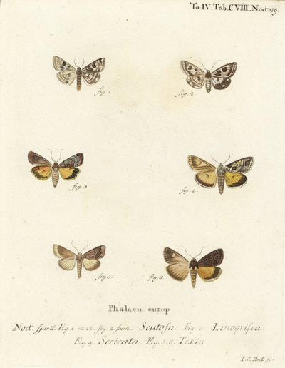 Pettyes lóhere, Schinia scutosa 1,2, Epilecta linogrisea 3, Guernsey alul, Polyphaenis sericata 4, és szalma aljzatú, Thalpophila matura 5,6. Johann Carl Bock kézi színű rézmetszete Eugenius Johann Christoph Esper Die Schmette című műve nyomán alkotó: Johann Carl Bock