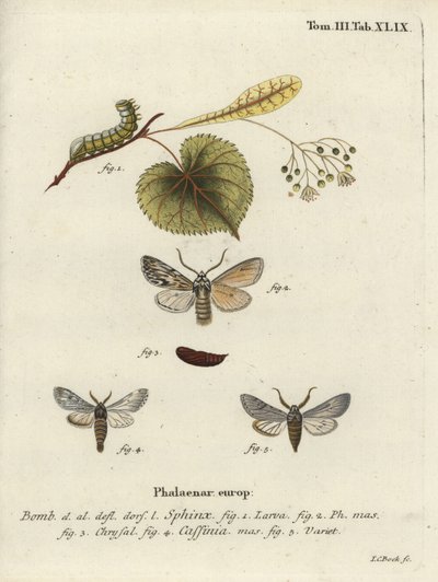 Szórólepke, Asteroscopus szfinx. alkotó: Johann Carl Bock