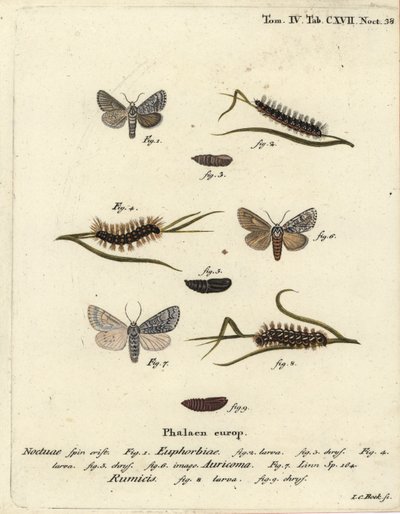 Édes gazlepke, Acronicta euphorbiae 1-5, ritka tőr, Acronicta auricoma 6, és csomós fűmoly, Acronicta rumicis 7-9. Johann Carl Bock kézi színű rézmetszete Eugenius Johann Christoph Esper Die Schmetterlinge in Abbildungen nac című műve nyomán alkotó: Johann Carl Bock