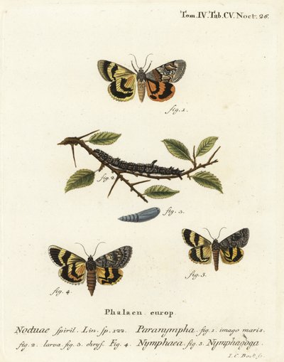 Sweetfern aluljáró, Catocala antinympha 1-3, Catocala nymphaea 4 és tölgy sárga aljzat, Catocala nymphagoga 5. Johann Carl Bock kézi színű rézmetszete Eugenius Johann Christoph Esper Die Schmetterlinge in Abbildungen című műve nyomán. alkotó: Johann Carl Bock