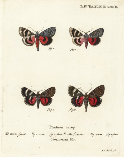 Szárnyas lepkék, Catocala pacta és Catocala coniuncta. Johann Carl Bock kézi színű rézmetszete Eugenius Johann Christoph Esper A pillangók természeti illusztrációkban című műve, Erlangen nyomán alkotó: Johann Carl Bock