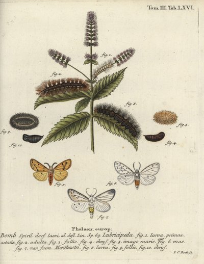 Fehér hermelin, Spilosoma lubricipeda. alkotó: Johann Carl Bock