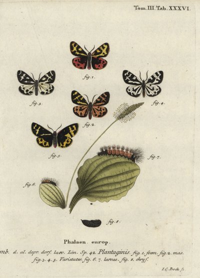 Erdei tigrismoly, Parasemia plantaginis. alkotó: Johann Carl Bock