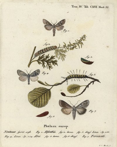 Üresmoly, Cucullia absinthii 1-3, égermoly, Acronicta alni 4-6 és Cucullia tanaceti 7. Johann Carl Bock kézi színű rézmetszete Eugenius Johann Christoph Esper A pillangók a természet utáni illusztrációkban című műve alapján, Erlangen alkotó: Johann Carl Bock