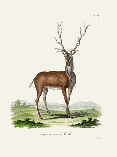 Elk  Johann Christian Daniel Von Schreber műve. alkotó: Johann Christian Daniel Von Schreber