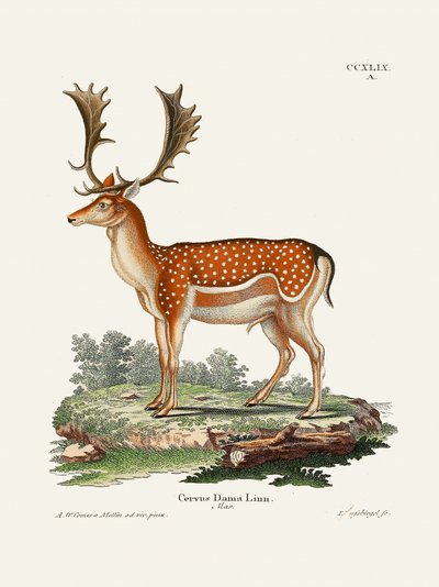 Európai dámszarvas  Johann Christian Daniel von Schreber műve. alkotó: Johann Christian Daniel Von Schreber