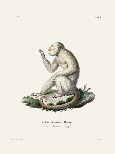 Karcsú kapucinusmajom, Johann Christian Daniel von Schreber alkotása. alkotó: Johann Christian Daniel Von Schreber