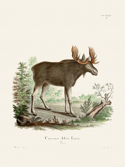 Moose, Johann Christian Daniel von Schreber műve. alkotó: Johann Christian Daniel Von Schreber