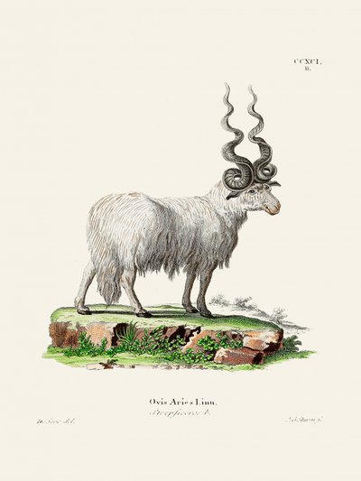 Ovis Aries, Johann Andreas Wagener és Johann Christian Daniel Von Schreber műve. alkotó: Johann Christian Daniel Von Schreber