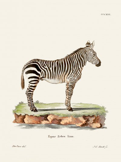 Zebra a „Die Säugthiere” (1778–1855) című műből, Johann Christian Daniel von Schreber szerzőtől. alkotó: Johann Christian Daniel Von Schreber