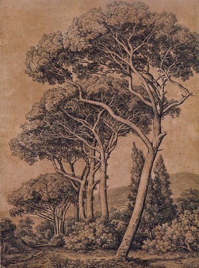 J C Reinhart Esernyőfenyő 1791 alkotó: Johann Christian Reinhart