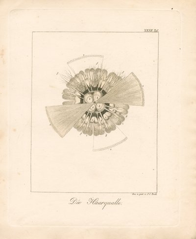  alkotó: Johann Christoph Bock