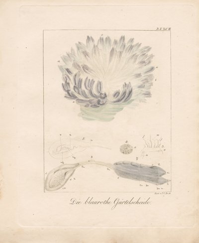  alkotó: Johann Christoph Bock