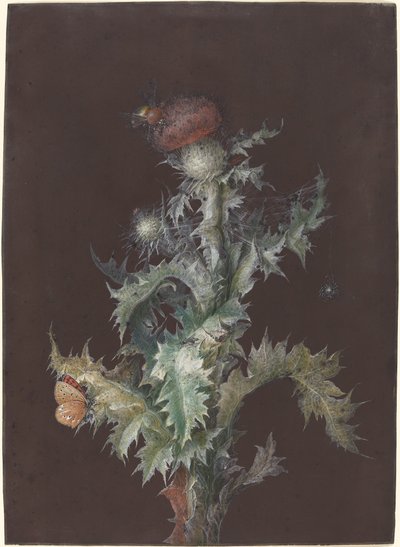 Bogáncs rovarokkal alkotó: Johann Christoph Dietzsch