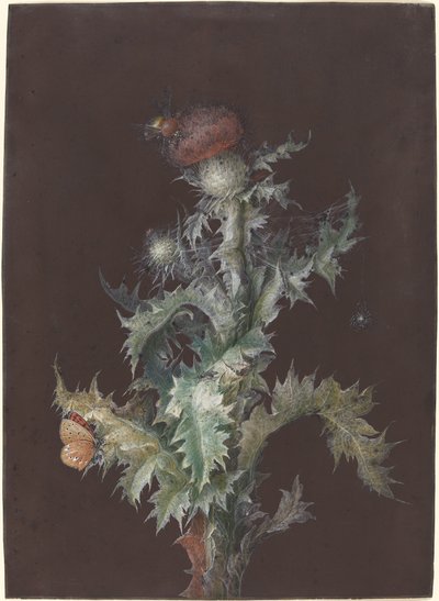 Bogáncs rovarokkal, c. 1755. alkotó: Johann Christoph Dietzsch